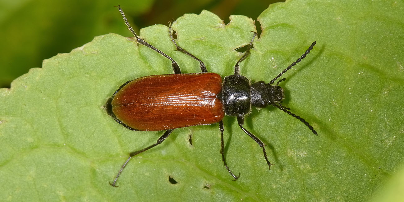 Tenebrionidae:  cfr. Omophlus lepturoides